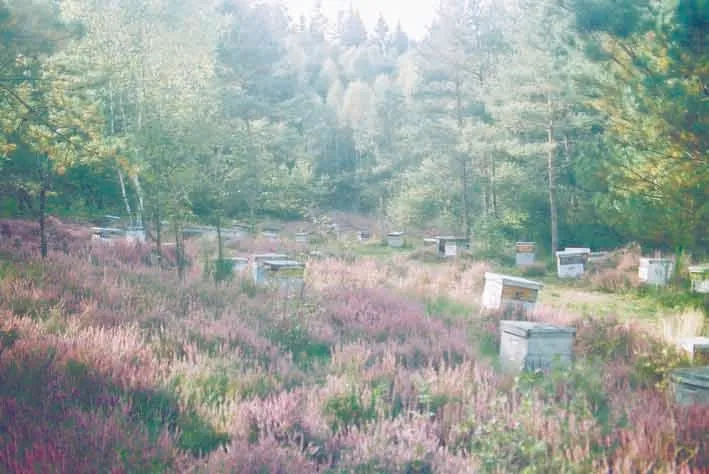 LE RUCHER SAUVAGE - Pierre HIVERT
