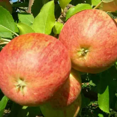GAEC AMBROISIE
