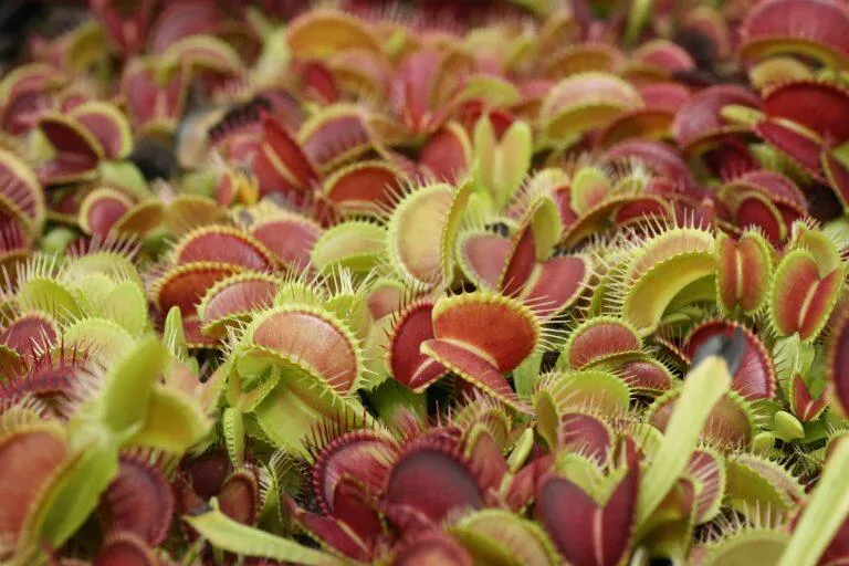 Eden Carnivore