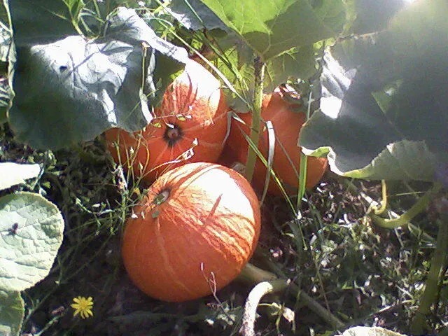 Légumes de l'Omignon