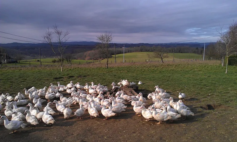La Ferme Avicole de Cheni