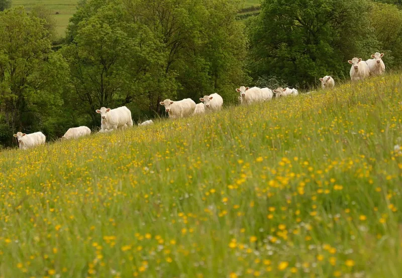La ferme de Sous la Velle