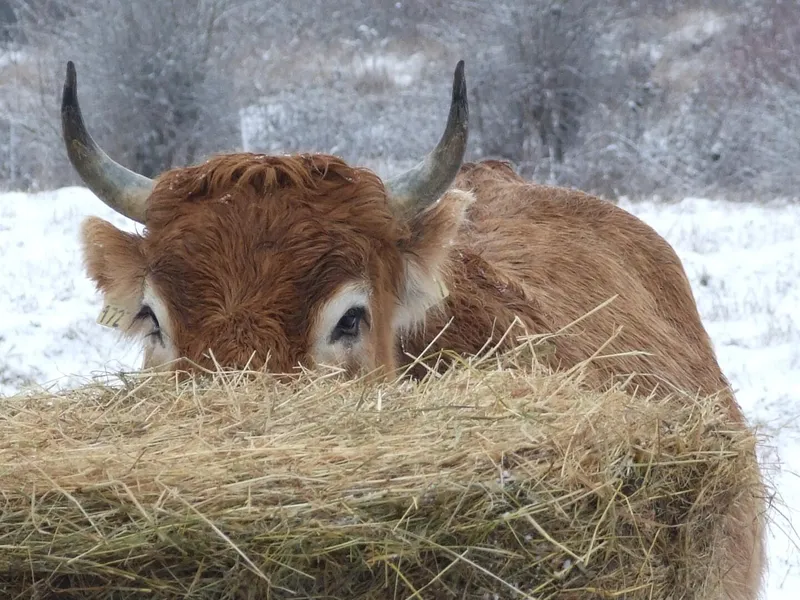 La ferme du Paraclet