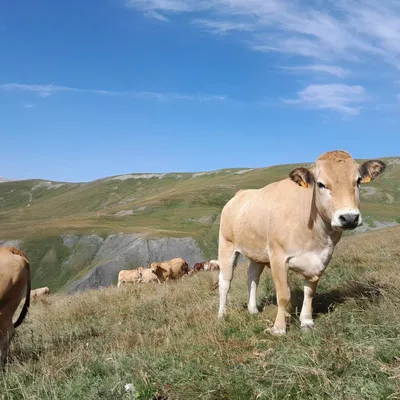 LA FERME PRA DU PIN
