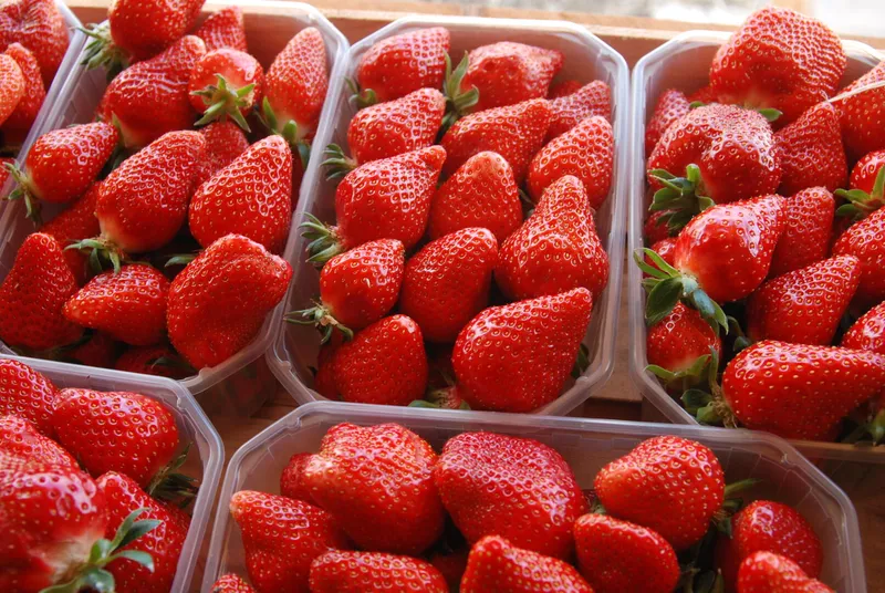 Les fraises de Sombrun