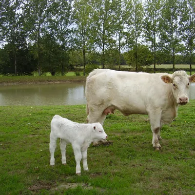 Ferme de l'Ivronnière