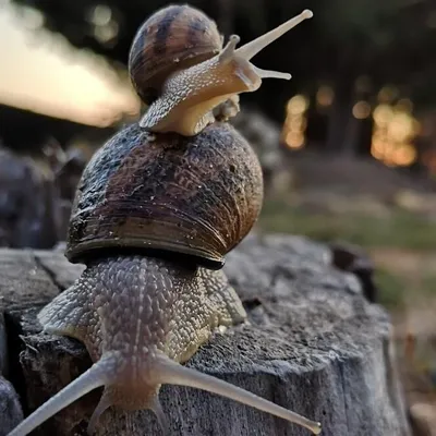 Les Escargots de Babeth