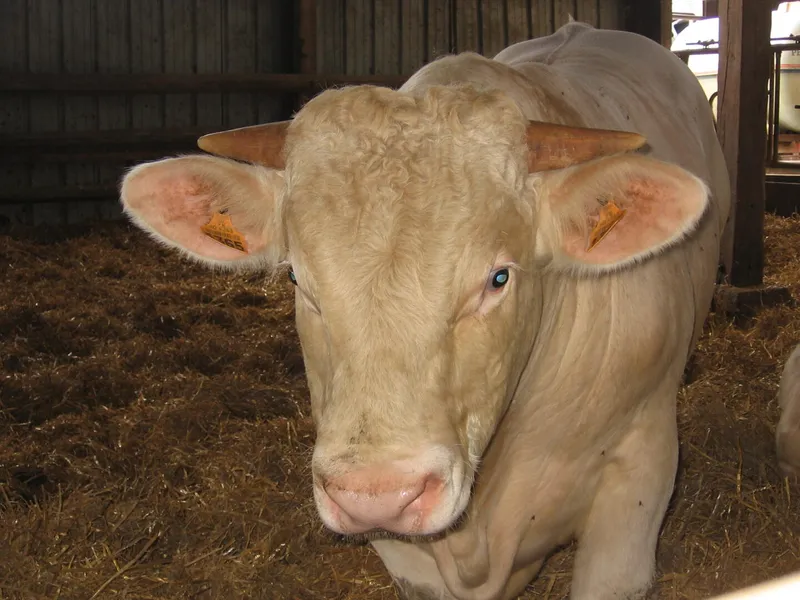 Ferme d'Epeaux