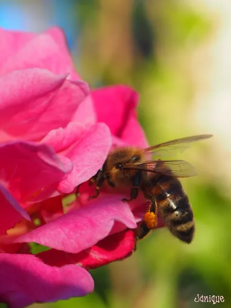 Le grenier aux abeilles