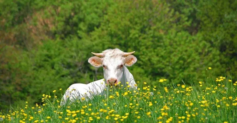LA FERME DES GATS