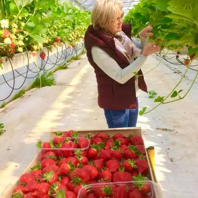Les Fraises de Baconnes
