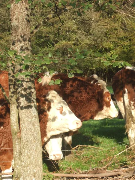 Ferme Du GRUMBACH