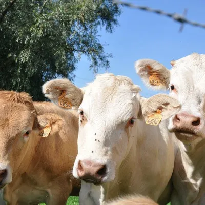 Ferme BAUDUIN