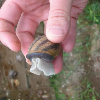 L'ESCARGOT VIGEOYEUX - Sandrine COMMAGNAC