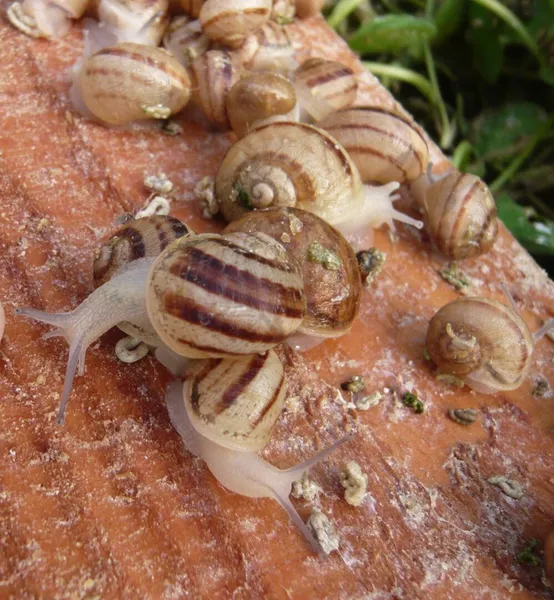Limero l'escargot mayennais