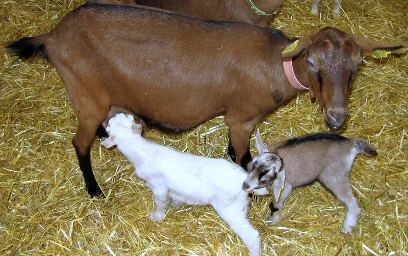 Le Cabras