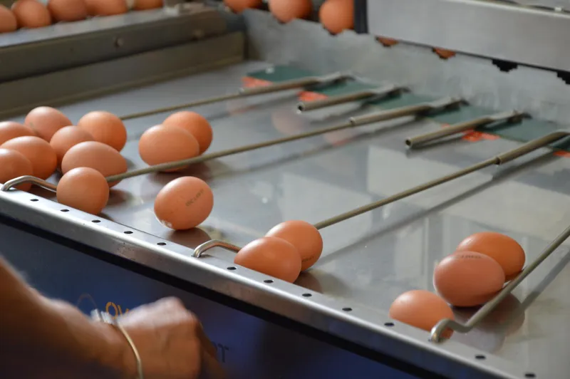 Naturel'oeuf