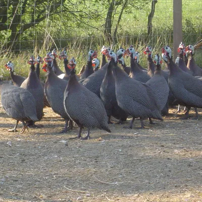 Ferme de Loubéjac