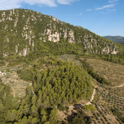 Olives en Provence