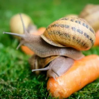 L'Escargot des Grands Crus