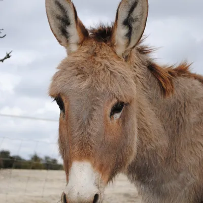 L'asinerie des Garrigues
