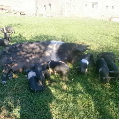 La Ferme de Burgairolles