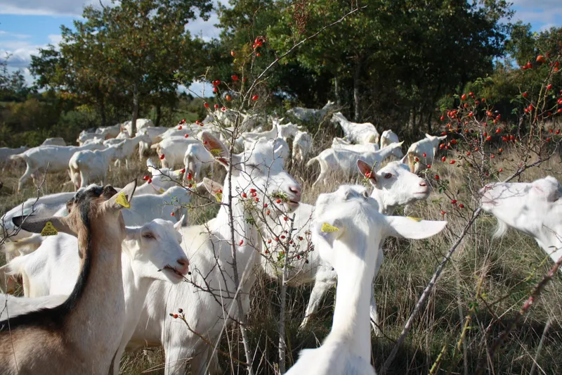 Ferme de Cabriole