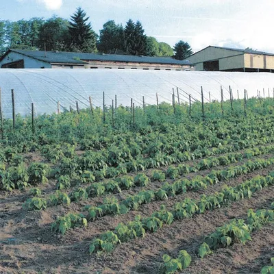 Ferme ROELLINGER Eric