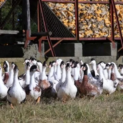ferme du Tilhet