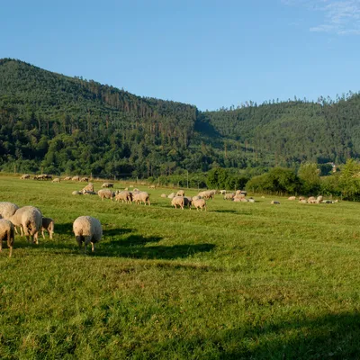 Ferme MAIER