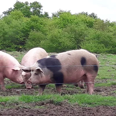 La Ferme des Grillons
