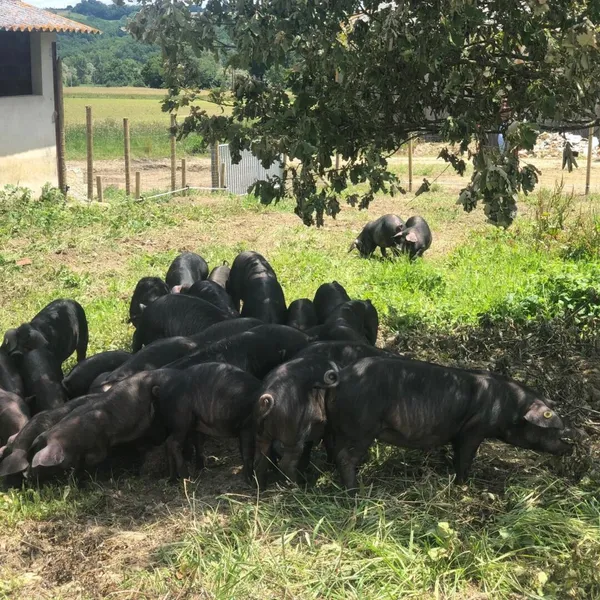 La Ferme des Cèdres Bleus