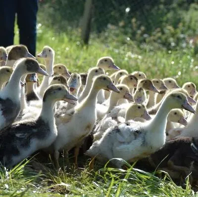ferme du pas de soubot