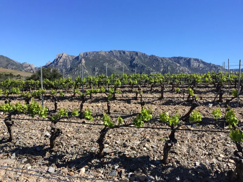 Domaine Carrière-Audier