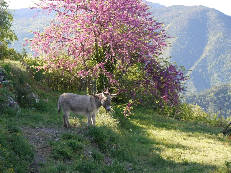 Les Anes de la Brasque
