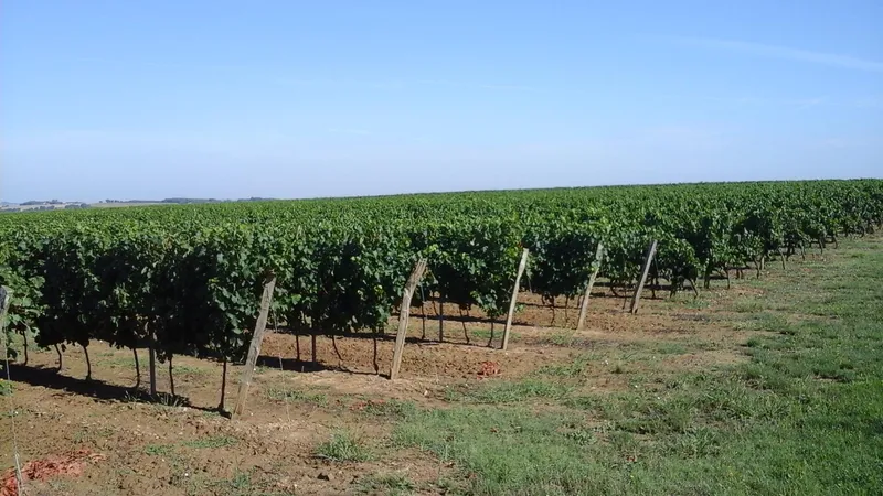Domaine Lailhou