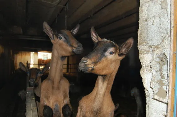 Ferme du Rondeau