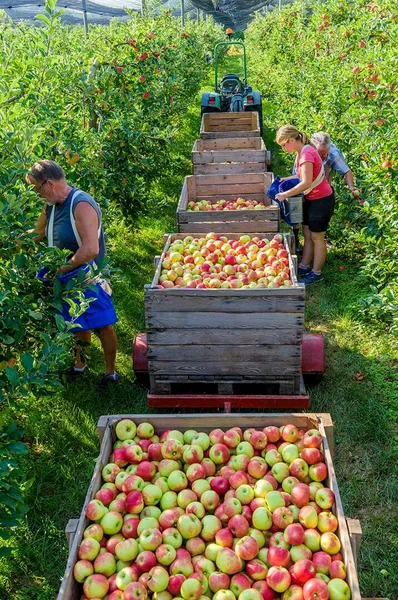 Ferme fruitière Rothgerber