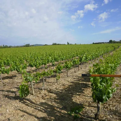 Domaine Alain Dumarcher
