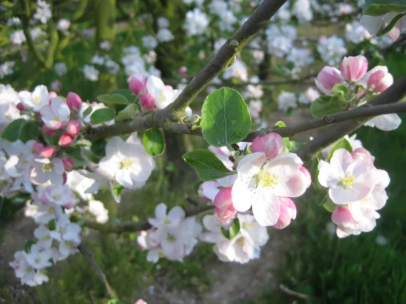 Cidre du Pays de Brocéliande