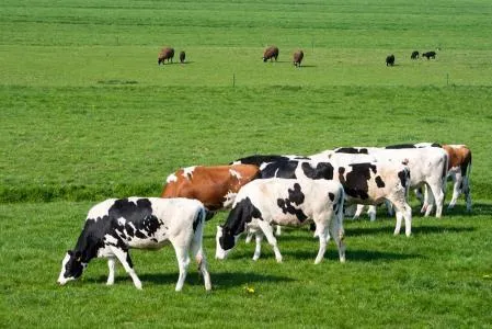 Ferme de la Gazonne