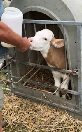 la ferme Pourtau