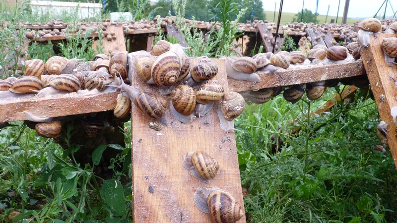 Mille et Une Coquilles