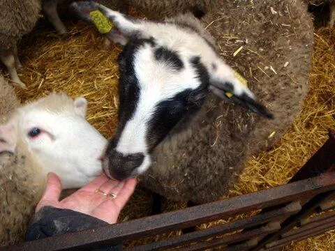 Ferme GUILLAUMONT
