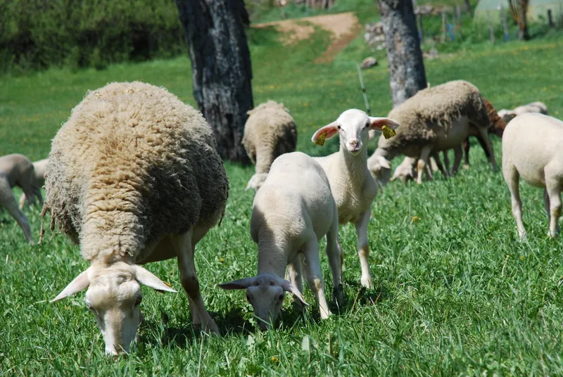GAEC LA FERME DU FRAISSE