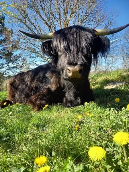 Ferme des Highlands