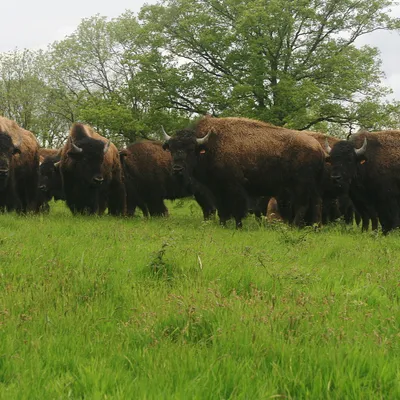 Bisons d'Auvergne