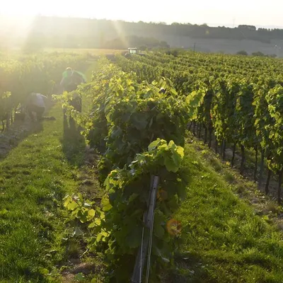 Domaine des Bérioles