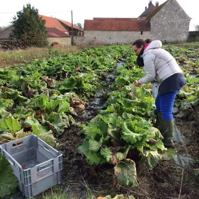 Ferme du Grand Balleau- Safran Terre de Brie