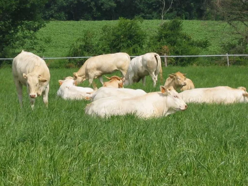 La Ferme du Choucou